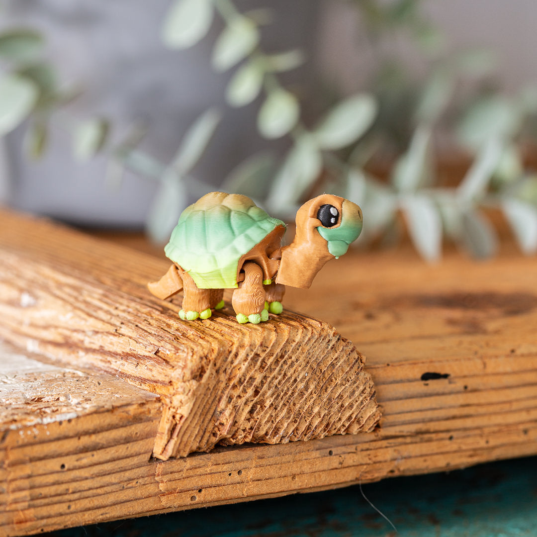 LOTTI die Schildkröte